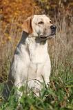 LABRADOR 362